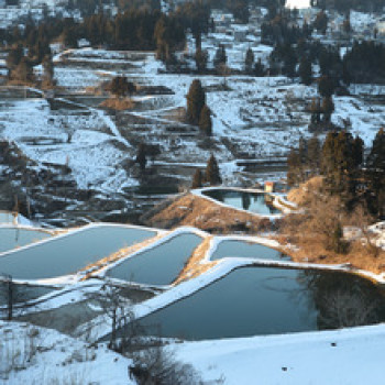 Propond Winter S